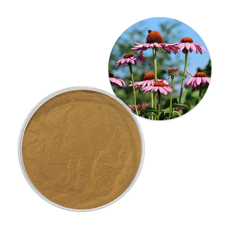 Echinacea Polyphenol 4% Chiết xuất Echinacea